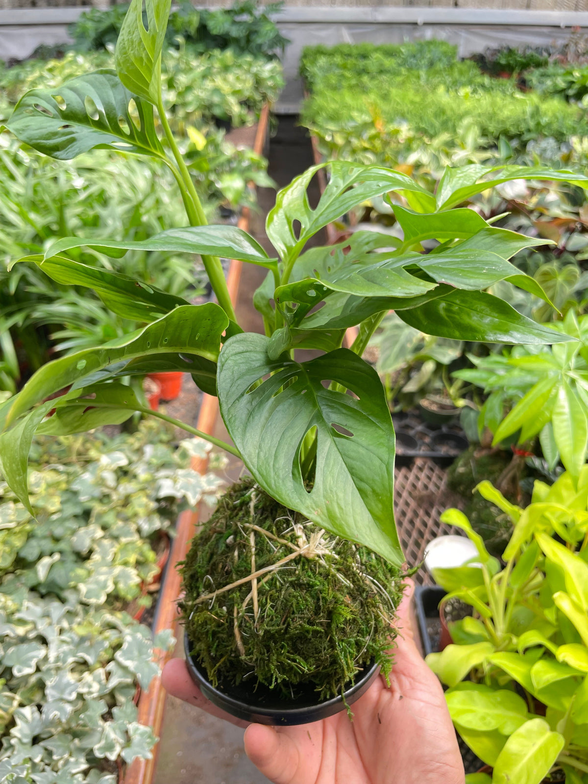 Monstera Swiss Cheese Kokedama, view 2