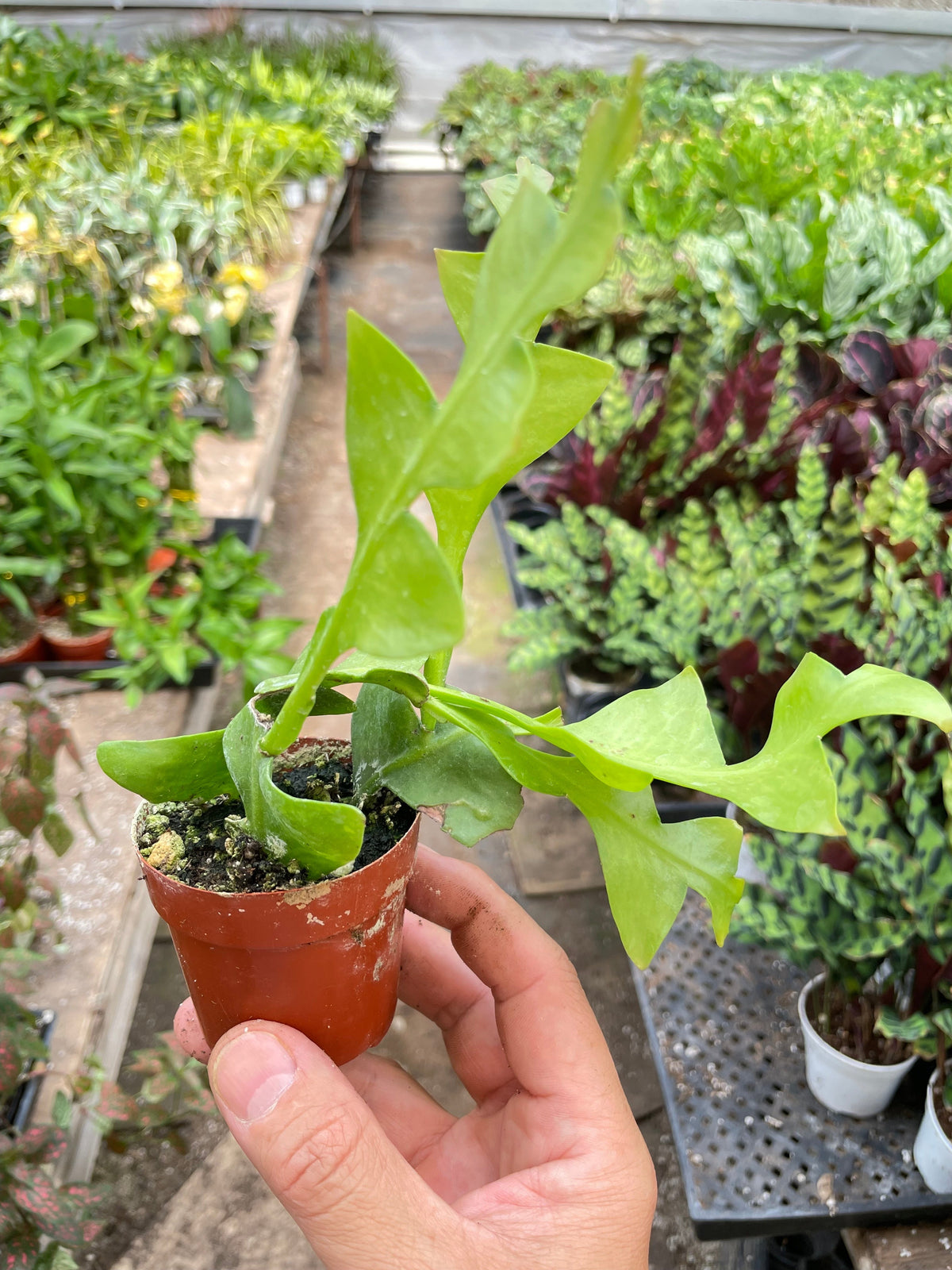Shark Tooth Orchid Cactus, view 2