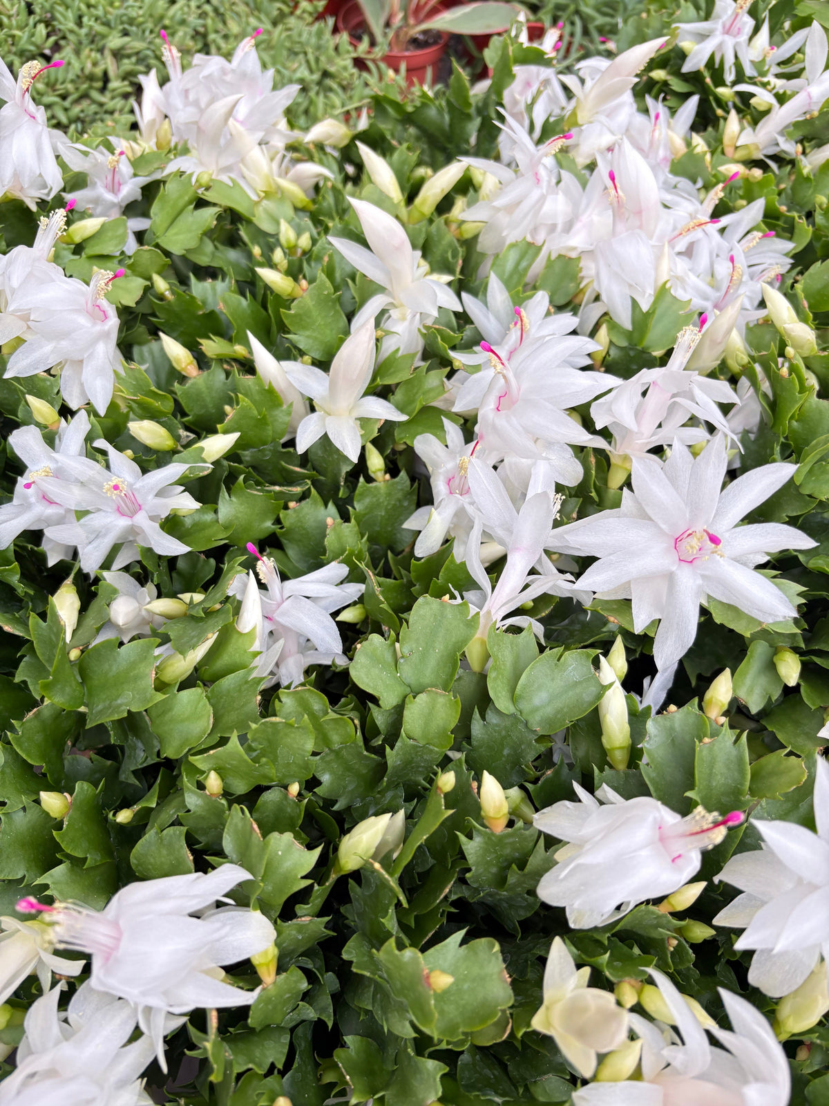 Zygocactus 'Christmas Cactus', view 2
