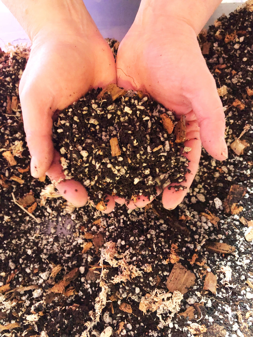 Alocasia - Colocasia - Caladium Premium Potting Mix, view 5