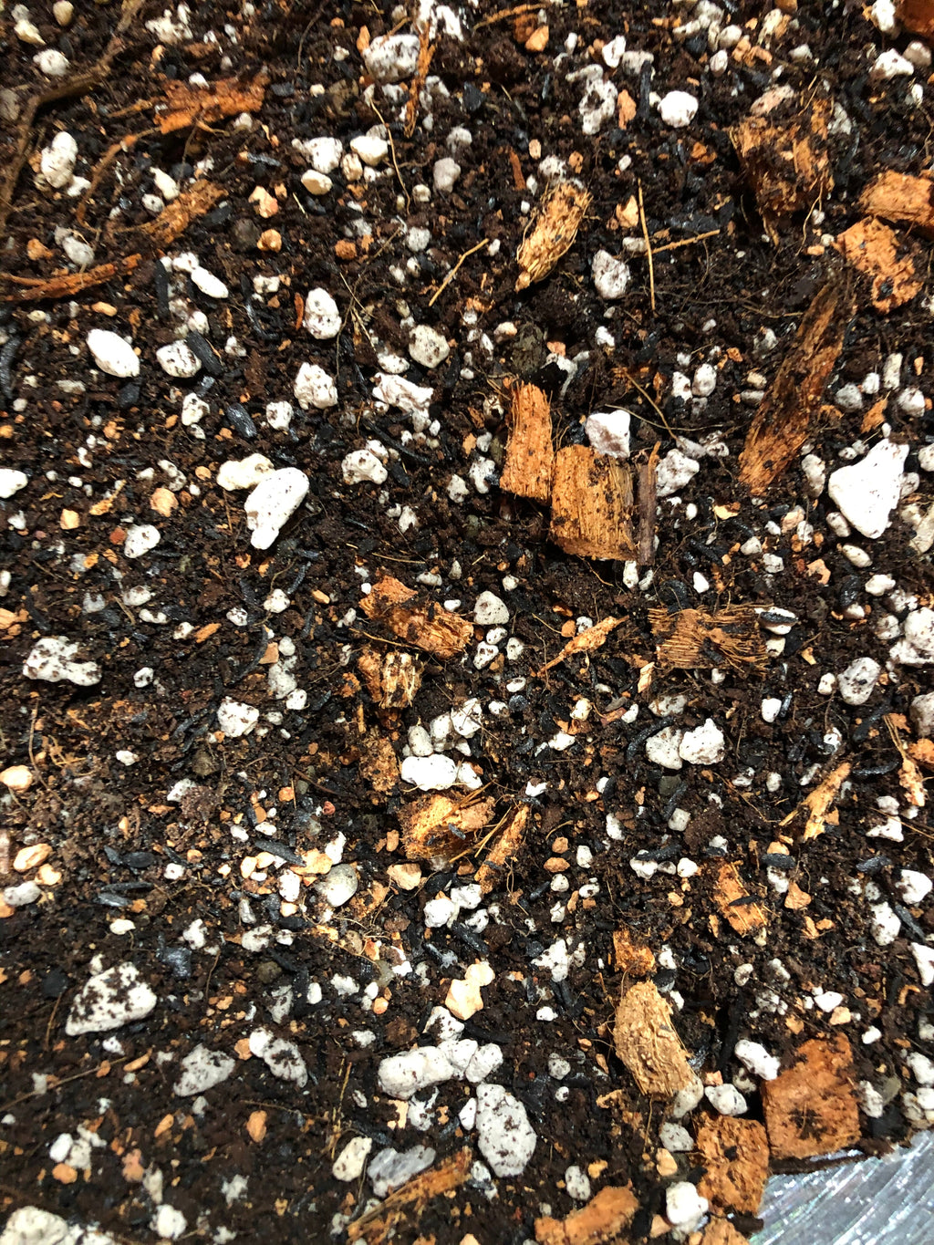 Alocasia - Colocasia - Caladium Premium Potting Mix, view 7