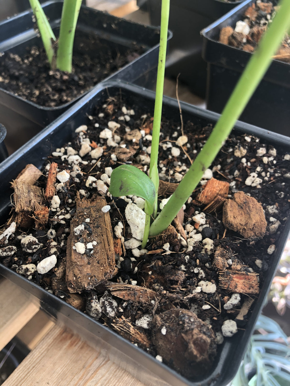 RHAPHIDOPHORA Premium Potting Mix