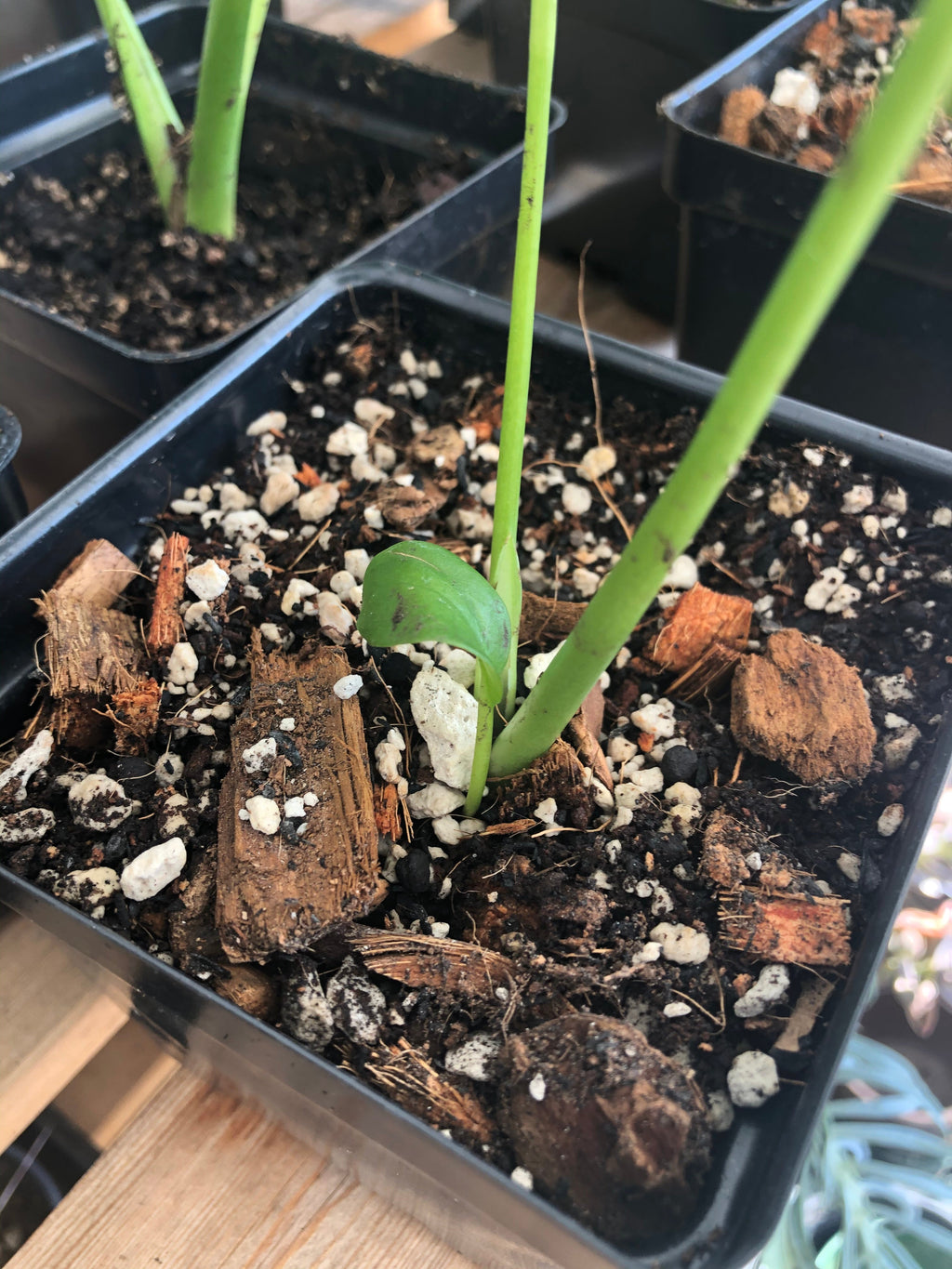 Monstera Premium Potting Mix, view 4