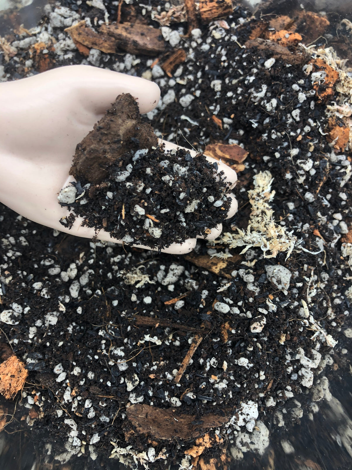 Alocasia - Colocasia - Caladium Premium Potting Mix, view 6