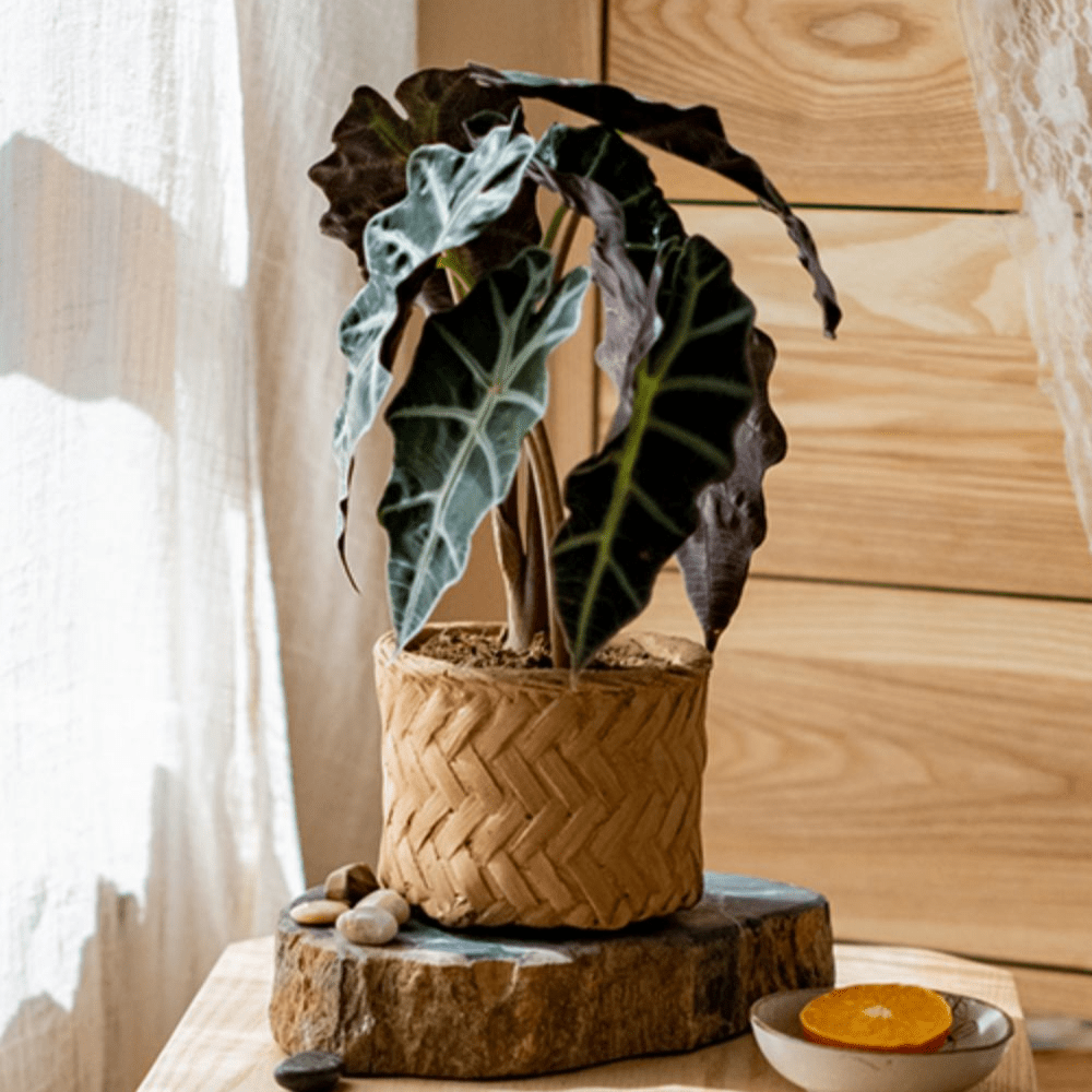 Bamboo Looking Cement Planter, view 4