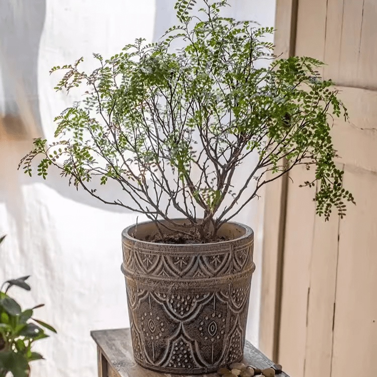 Classic Element Art Planter Clay Flowerpot, view 4
