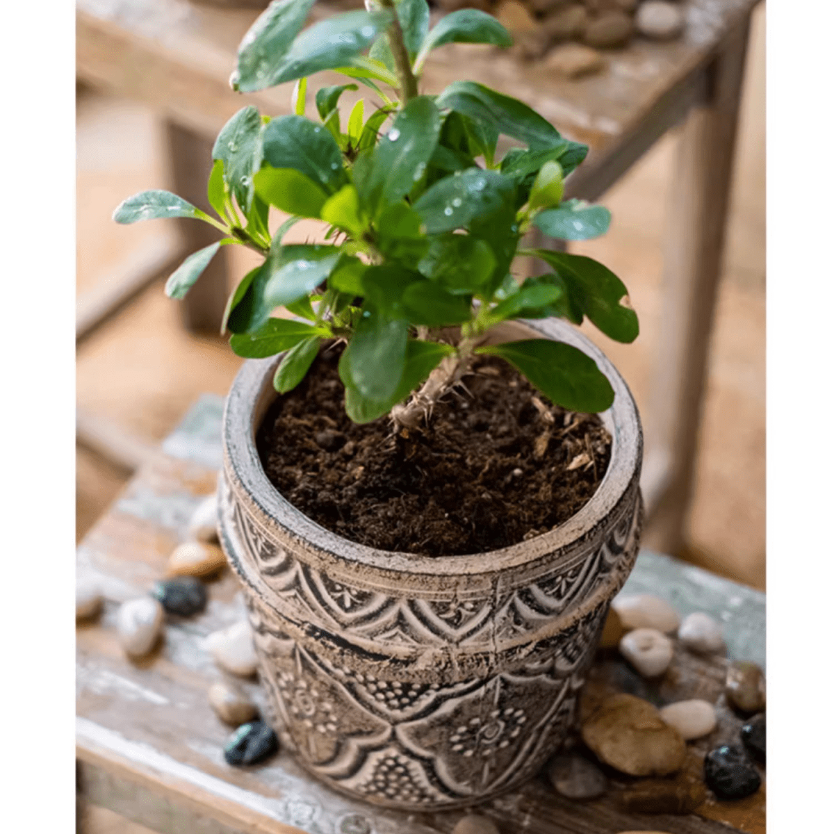 Classic Element Art Planter Clay Flowerpot, view 8