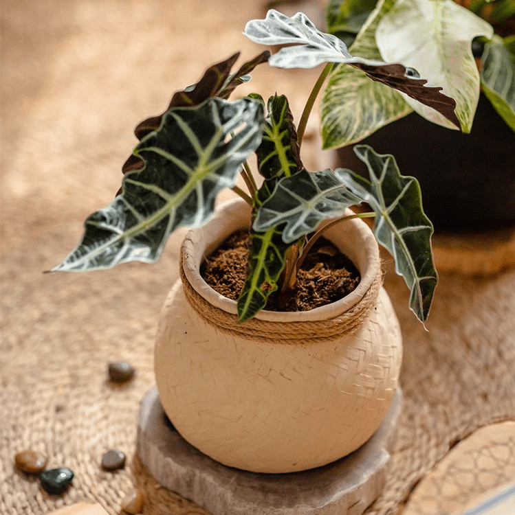 Faux Bamboo Woven Cement Planter, view 9