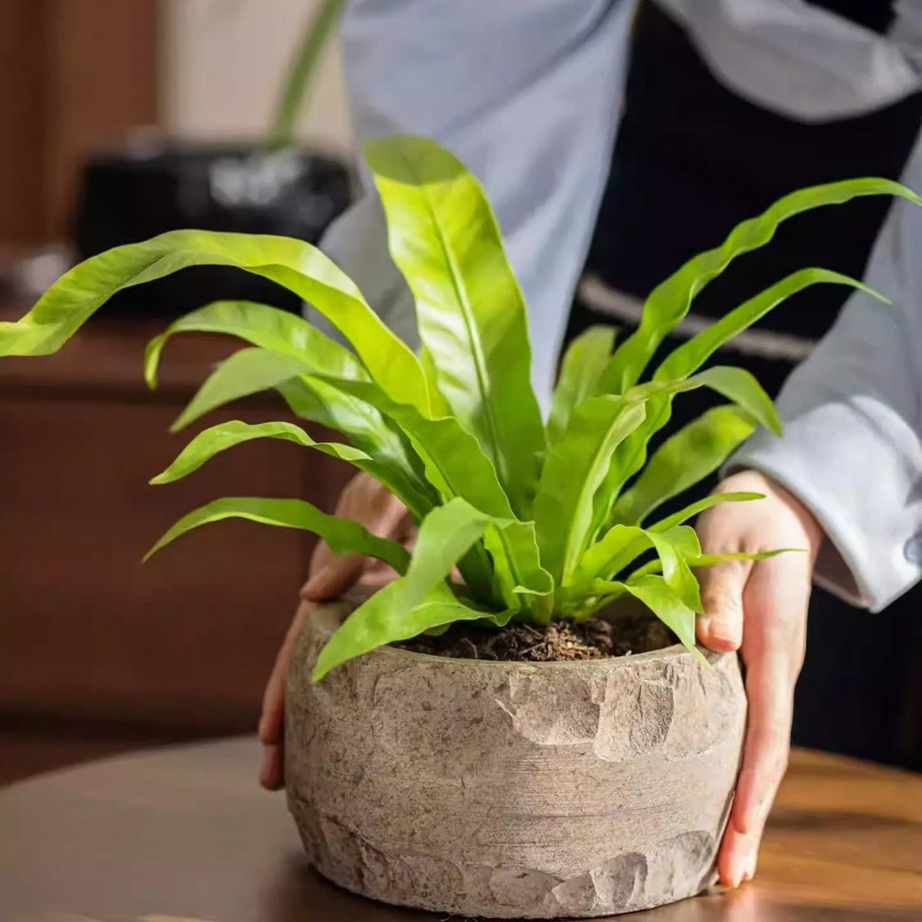 Mesa Cement Pot Planter, view 6