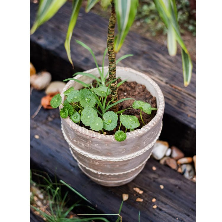 Tasha Red Terracotta Planter, view 3