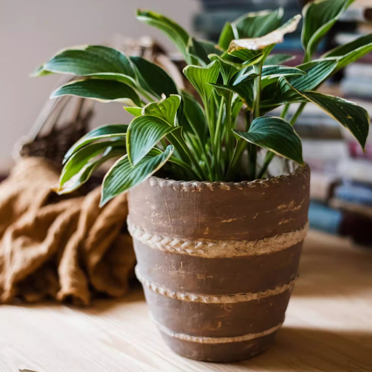 Tasha Red Terracotta Planter, view 5