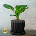 Lunar Bloom Plant Pot, view 4