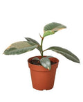 Ficus elastica Ruby Pink rubber plant, view 2