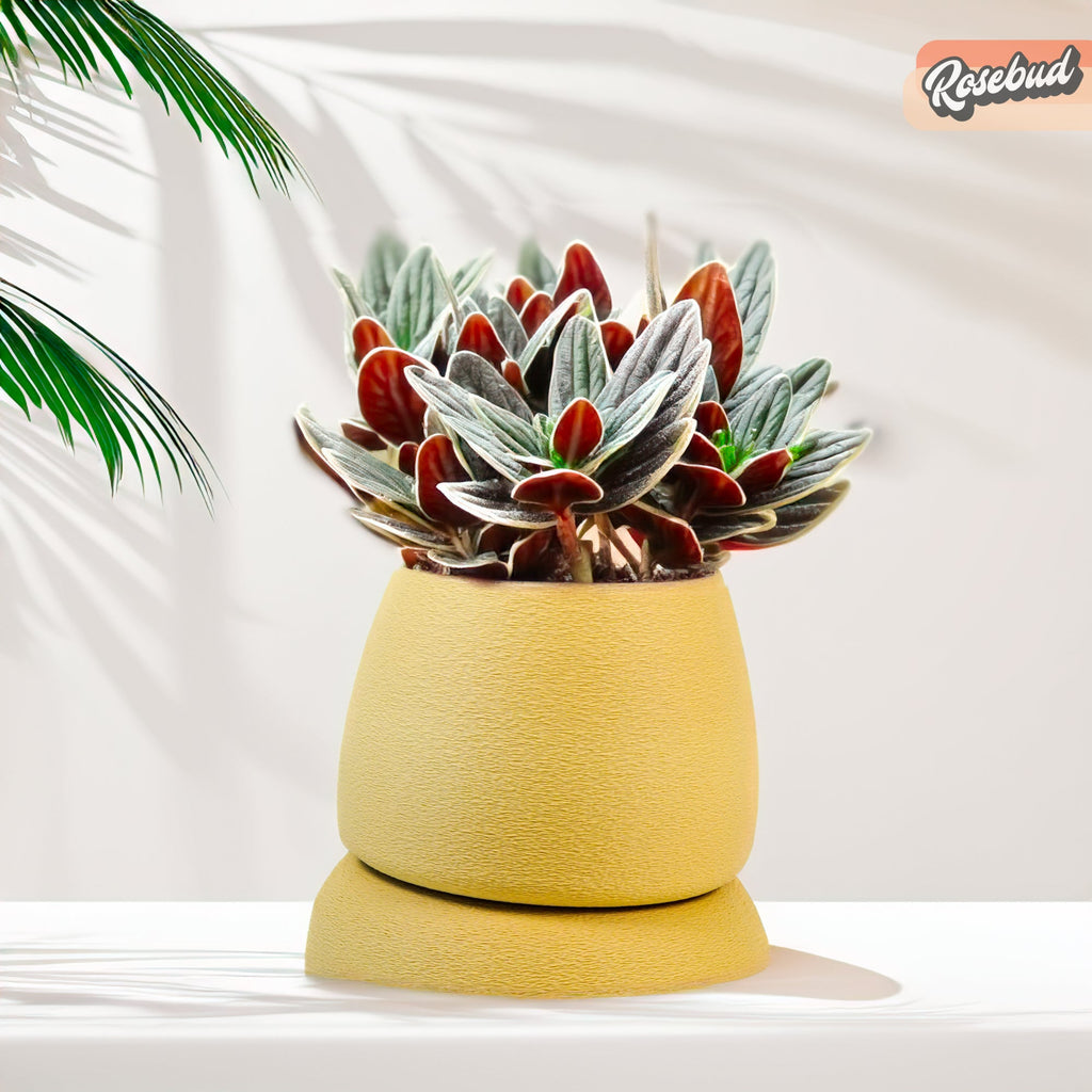 Nubium Planter, view 11