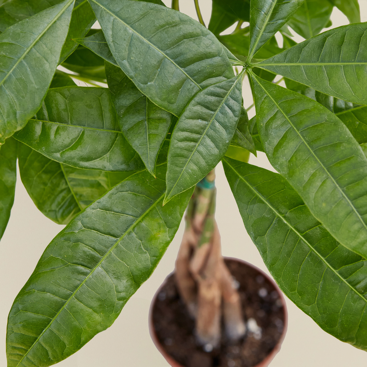 Money Tree Pachira braid, view 2