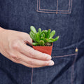 Succulent Crassula 'Jade', view 2