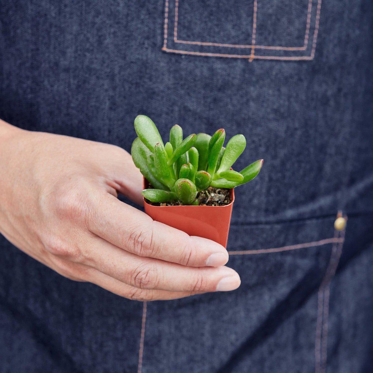Succulent Crassula 'Jade', view 2