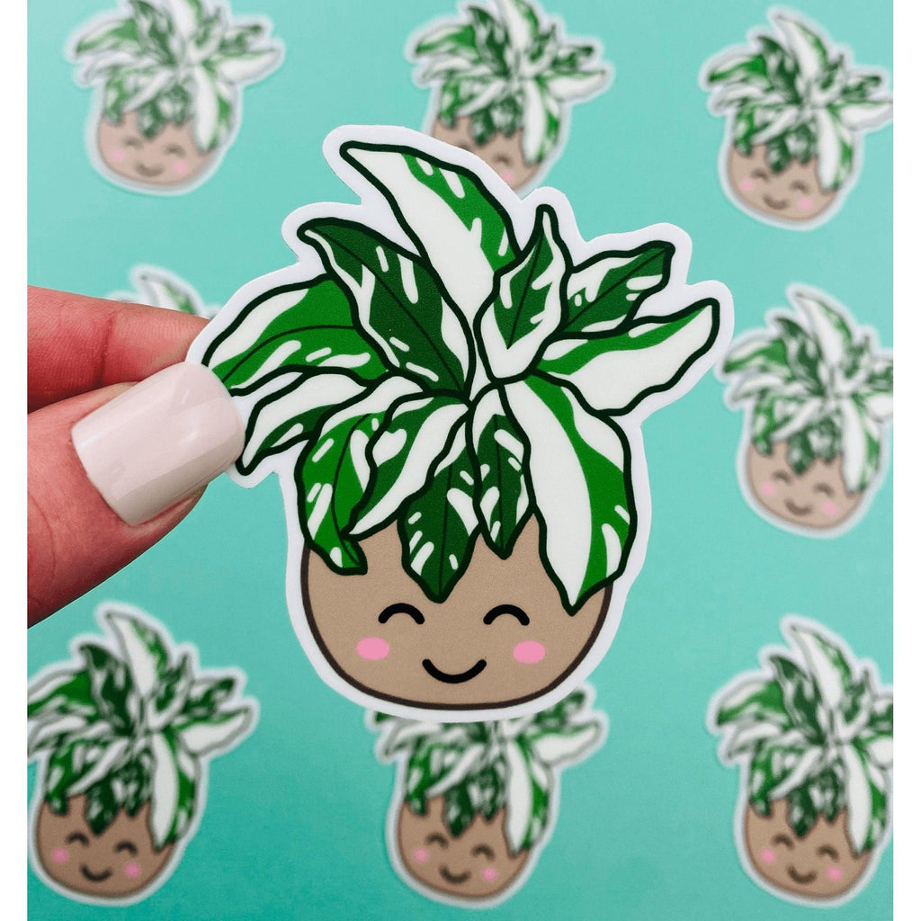 Rare Plant White Fusion Calathea Sticker, Variegated Calethea Sticker, Calethea Fusion White Sticker,, view 2