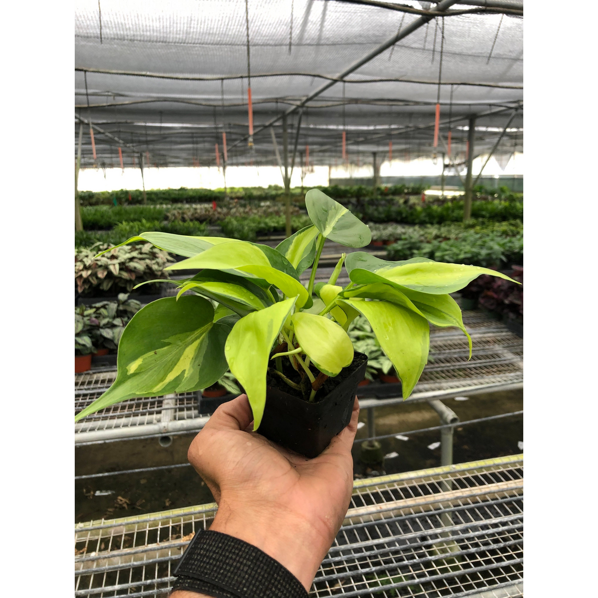 Philodendron Brasil, view 2
