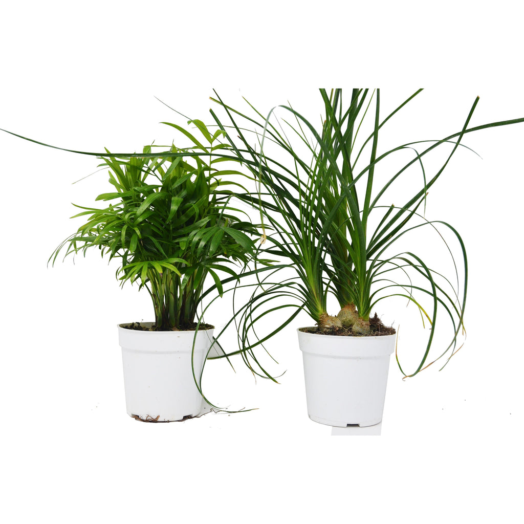 2 Palm Variety Pack / 4" Pots / Live Plant / House Plant, view 2