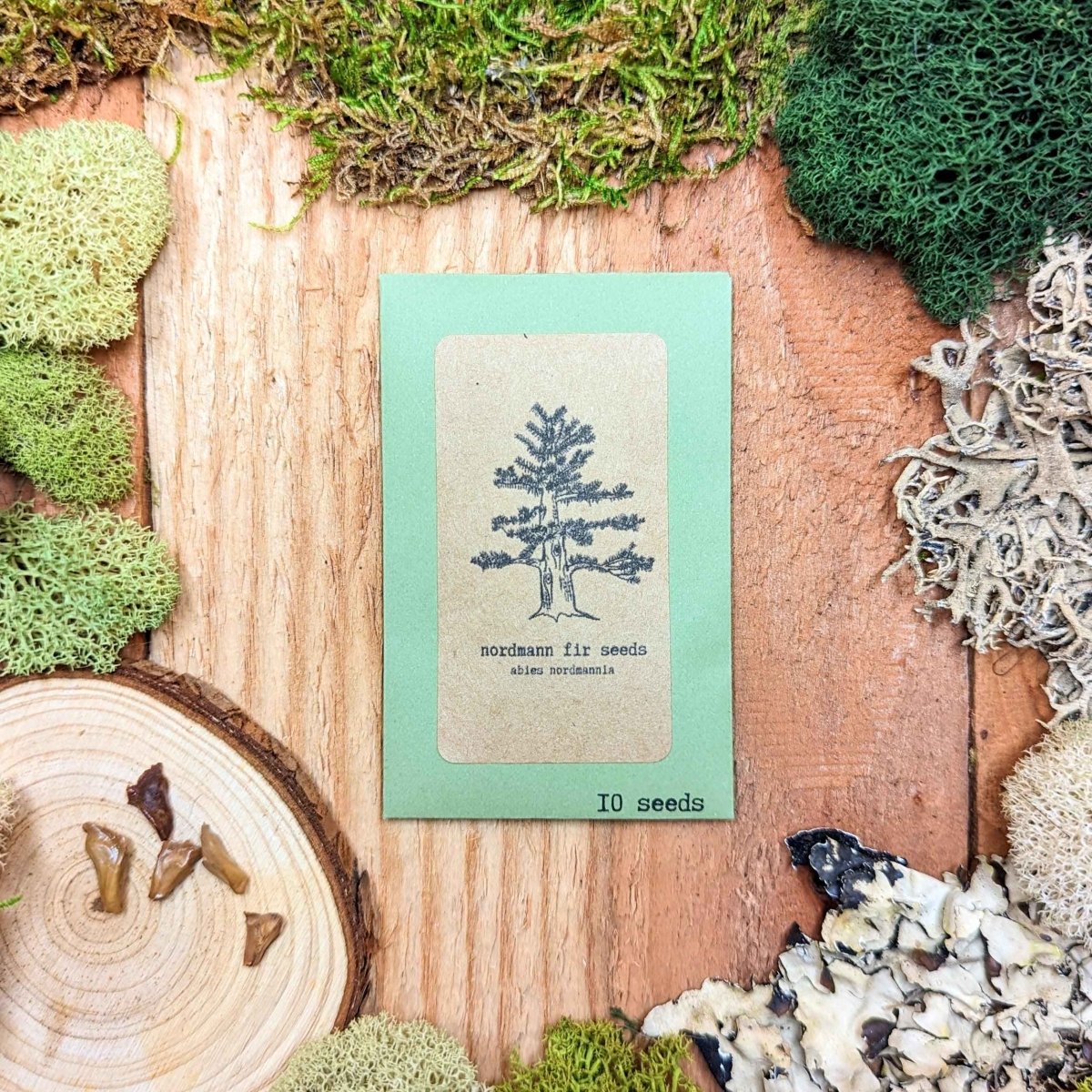 Abies Nordmannia 'Nordmann Fir' Seeds, view 2