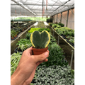 Hoya 'Sweetheart Variegated', view 2