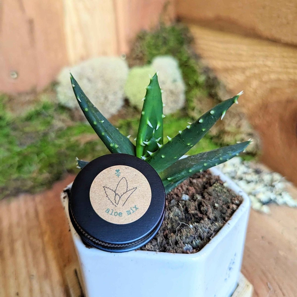 Aloe Mix Seeds, view 9