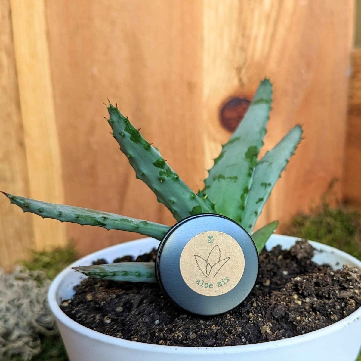 Aloe Mix Seeds, view 10