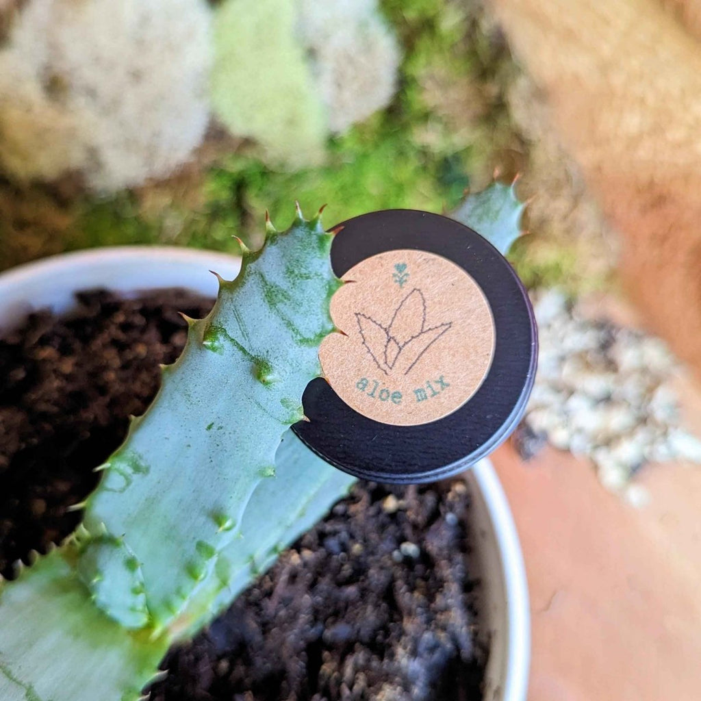 Aloe Mix Seeds, view 11