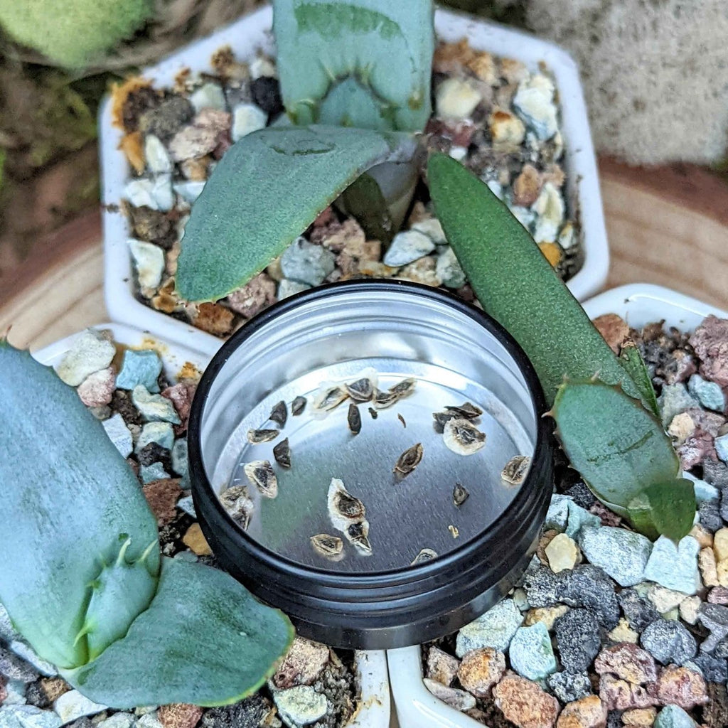Aloe Mix Seeds, view 2