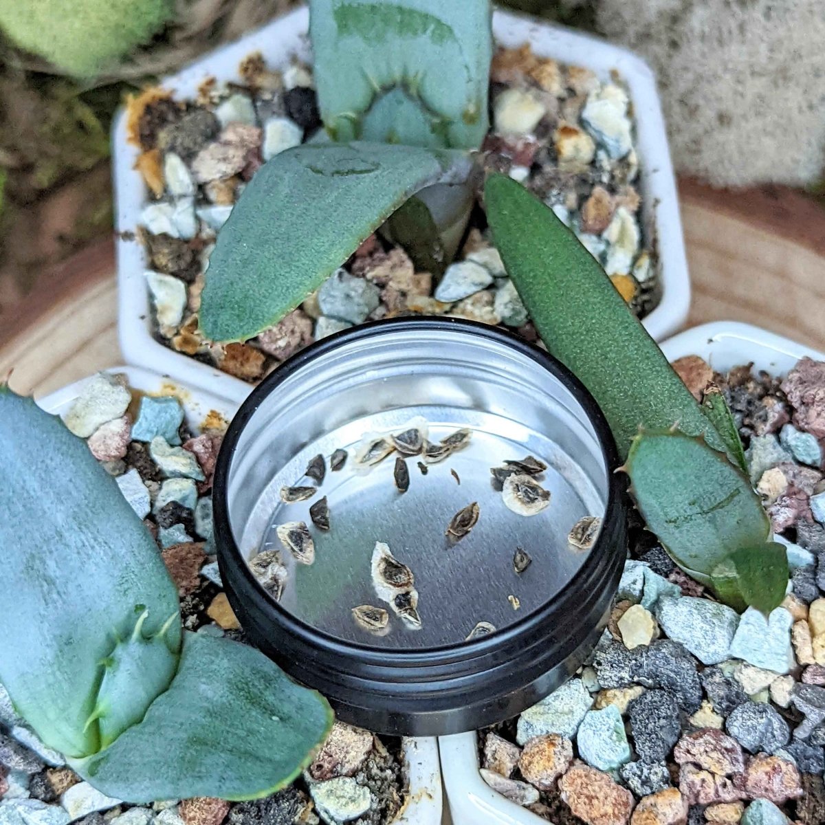Aloe Mix Seeds, view 2