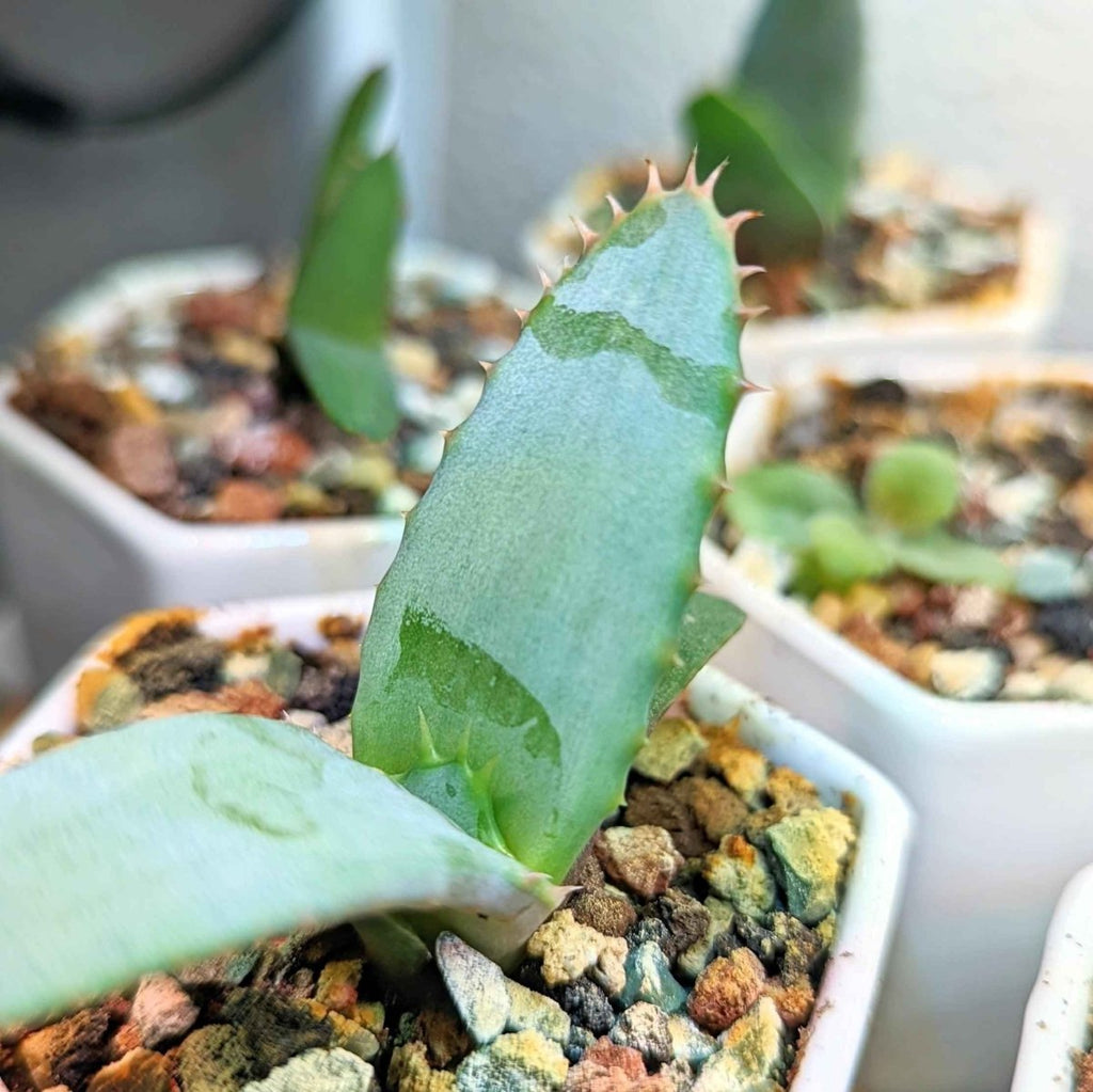 Aloe Mix Seeds, view 7