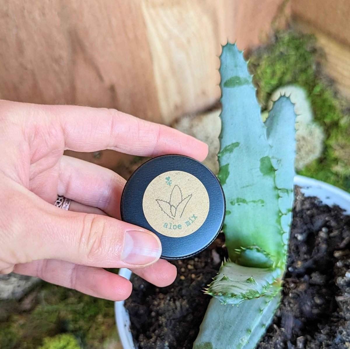 Aloe Mix Seeds, view 8