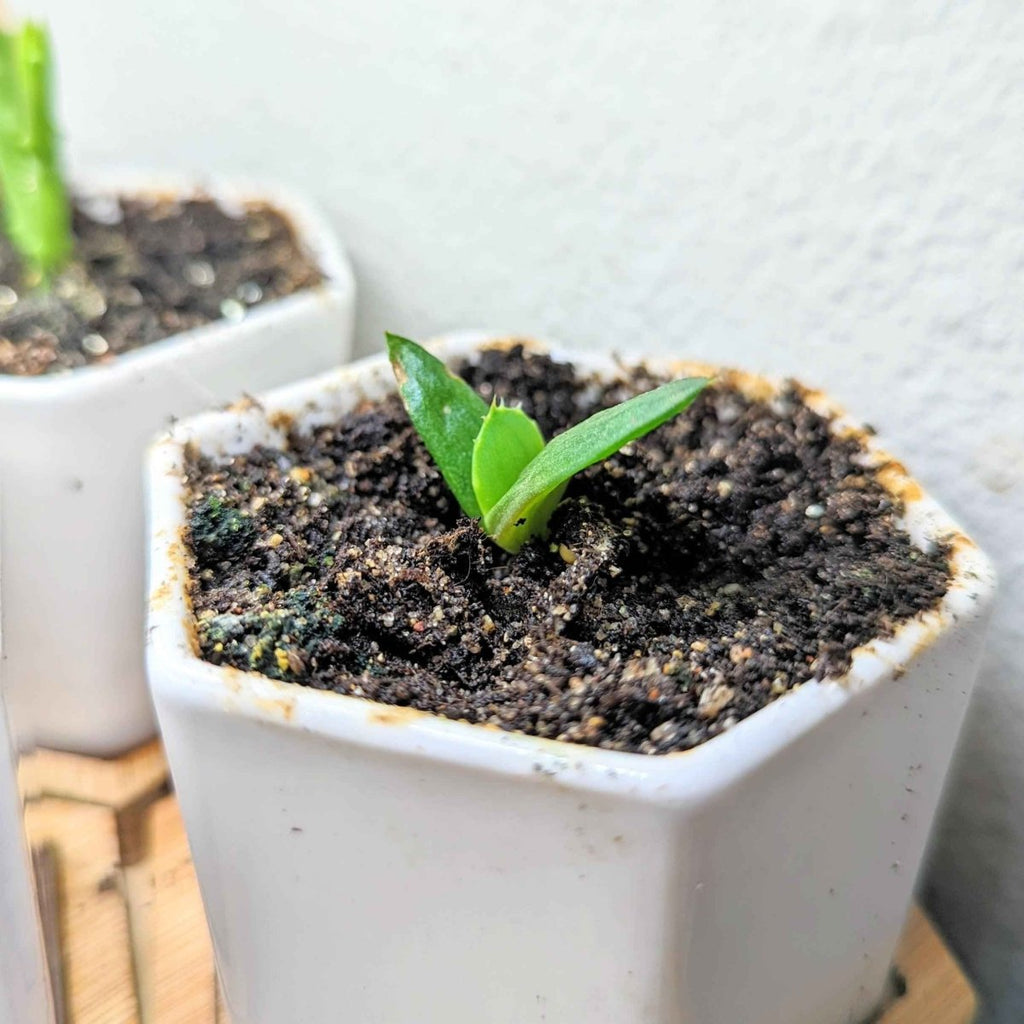 Aloe Mix Seeds, view 6