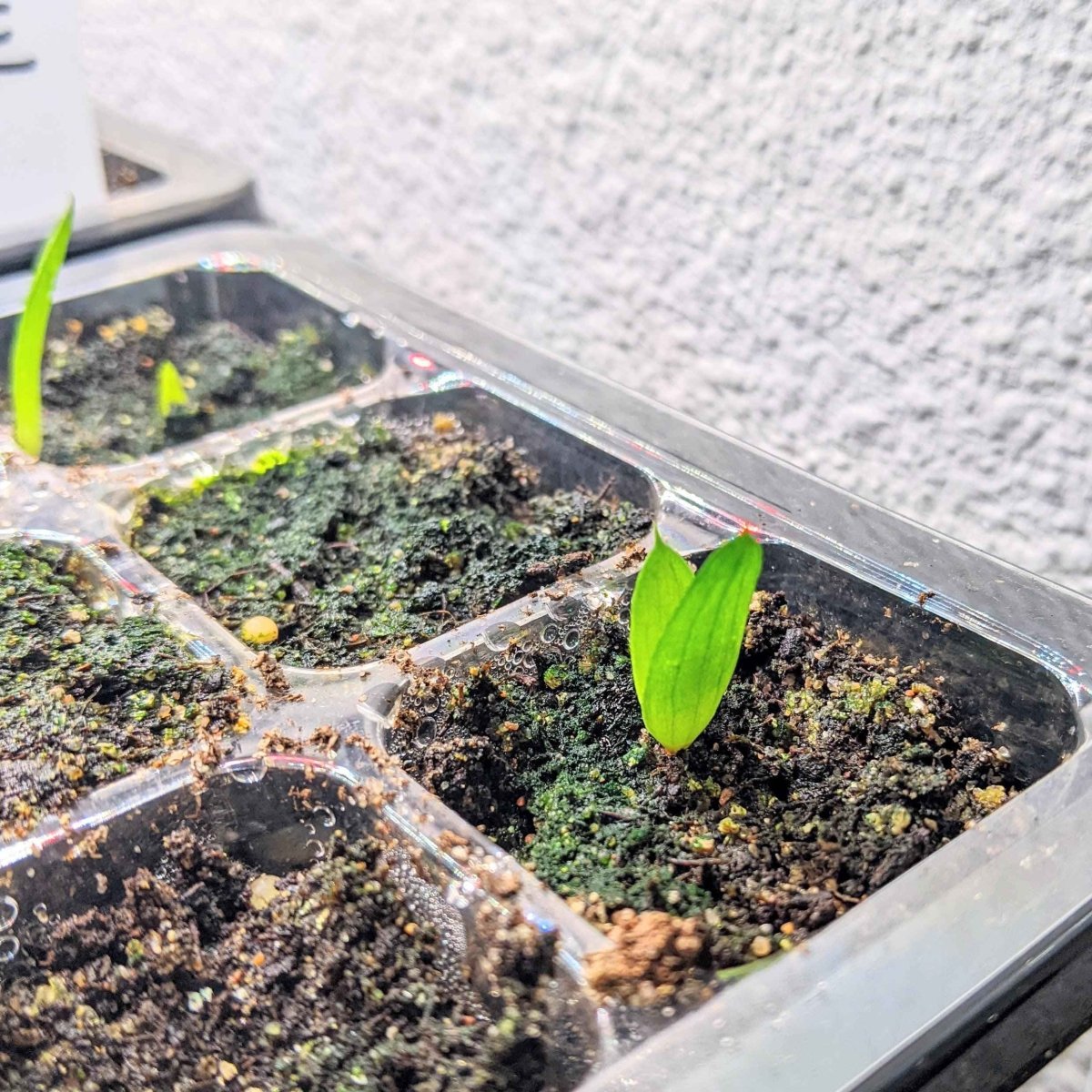 Aloe Mix Seeds, view 5