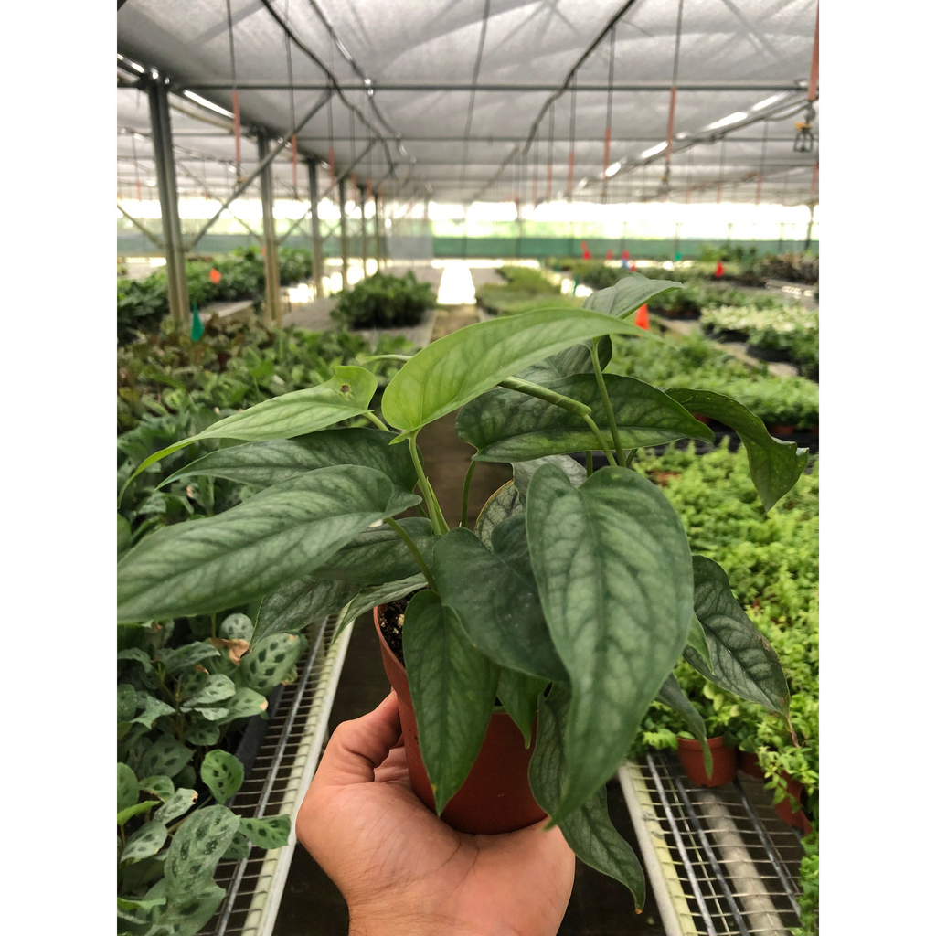 Monstera 'Siltepecana', view 2