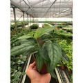Monstera 'Siltepecana', view 2