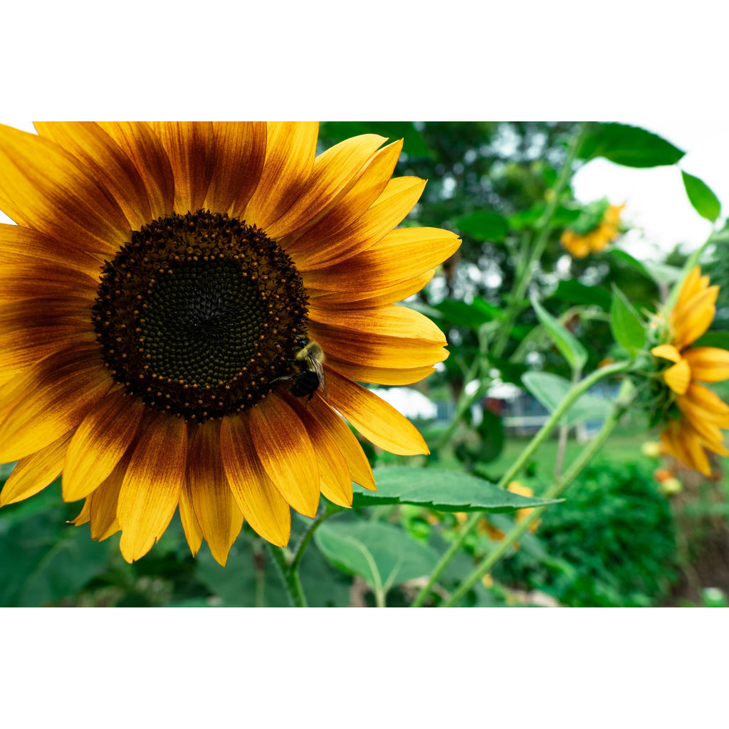 Flower Power All Natural Super Bloom Booster, view 6