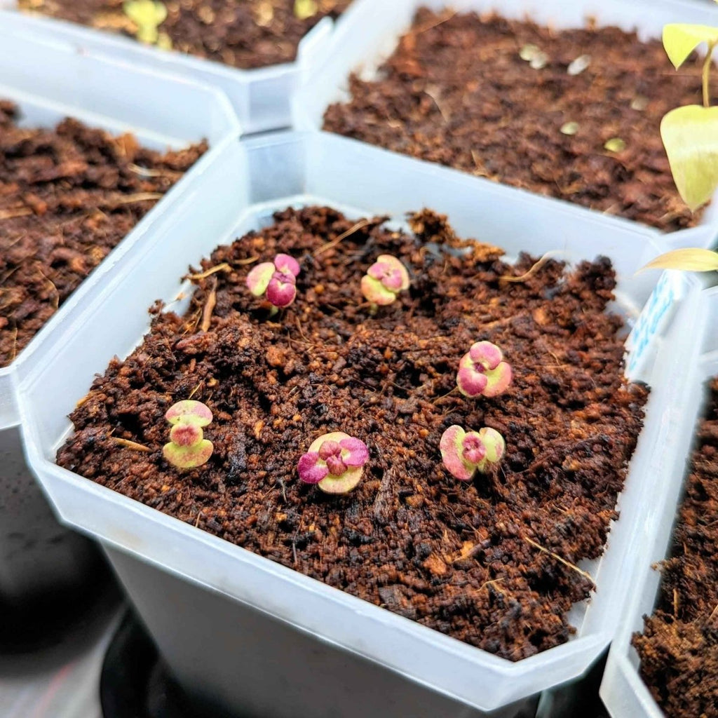 Black Dragon Coleus Seeds, view 8