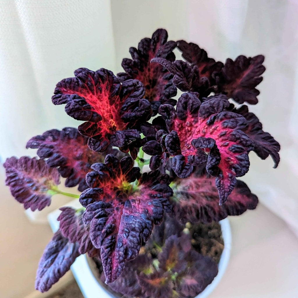 Black Dragon Coleus Seeds, view 6