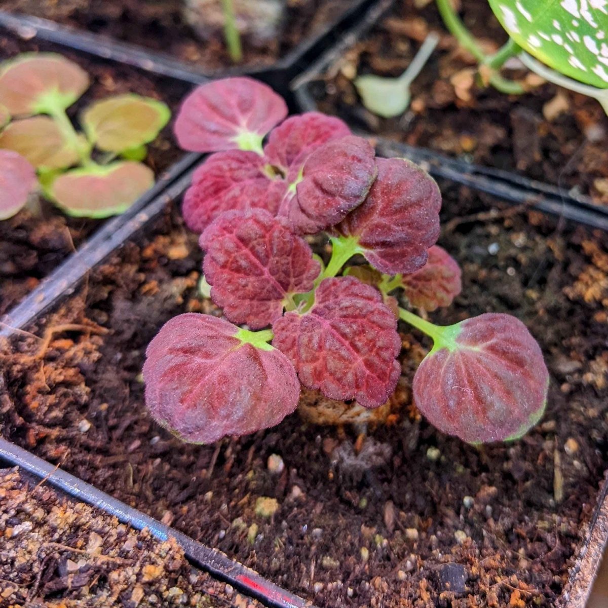 Black Dragon Coleus Seeds, view 9