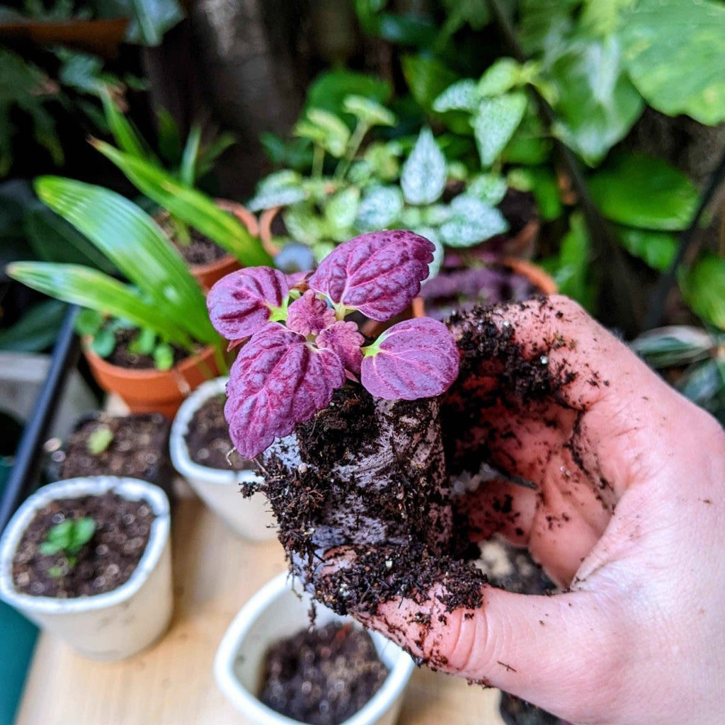 Black Dragon Coleus Seeds, view 5