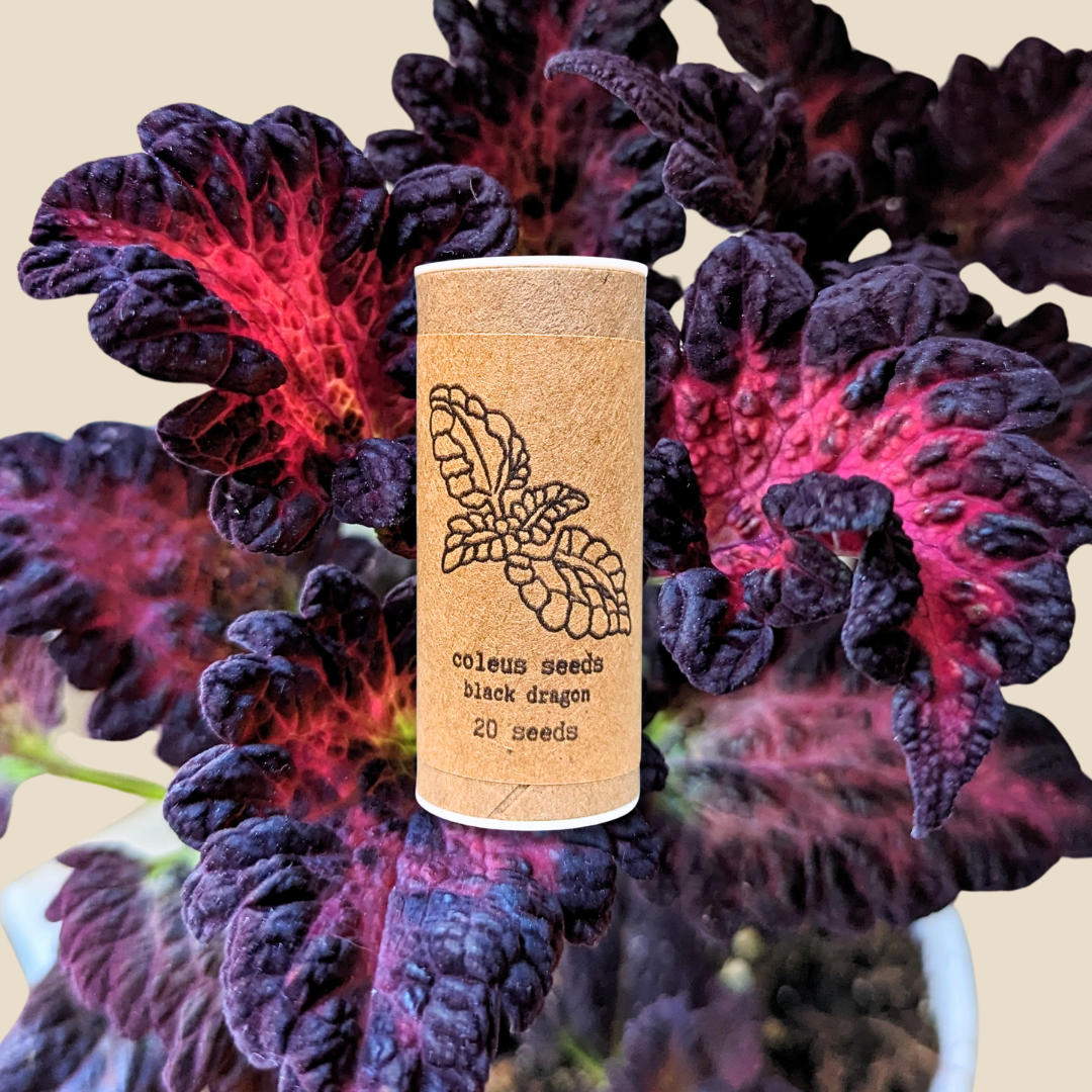 Black Dragon Coleus Seeds