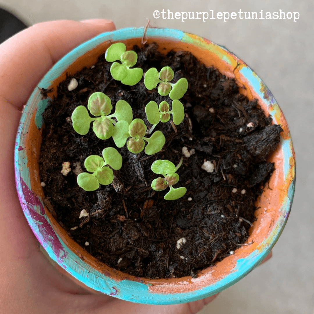 Black Dragon Coleus Seeds, view 10