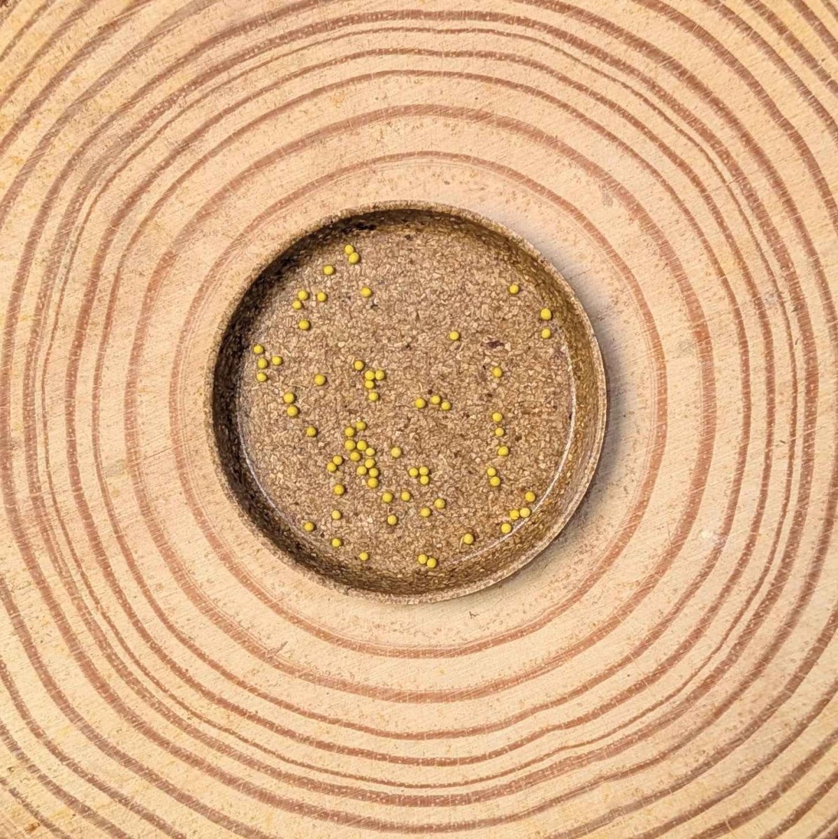 Black Dragon Coleus Seeds, view 2