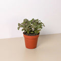 Fittonia 'Pink', view 2