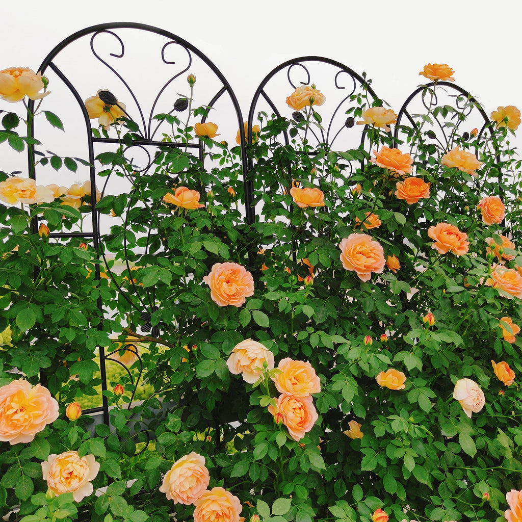 2 Pack Peacock Metal Garden Trellis, view 6