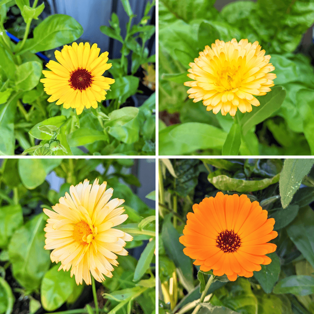 Calendula Beginner Grow Kit, view 2