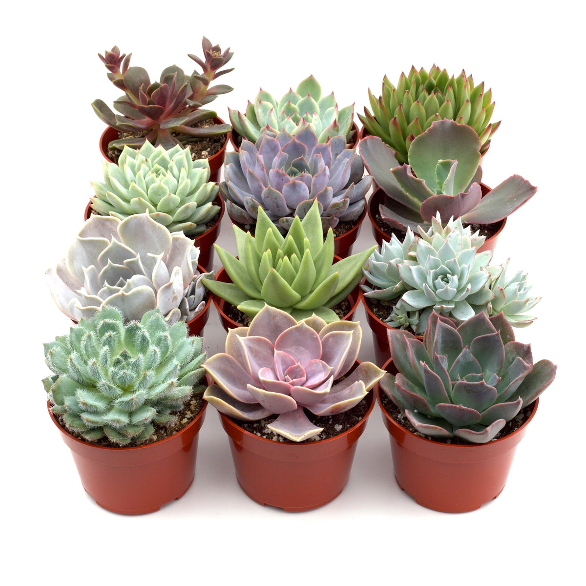 Succulent Variety Packs, view 2