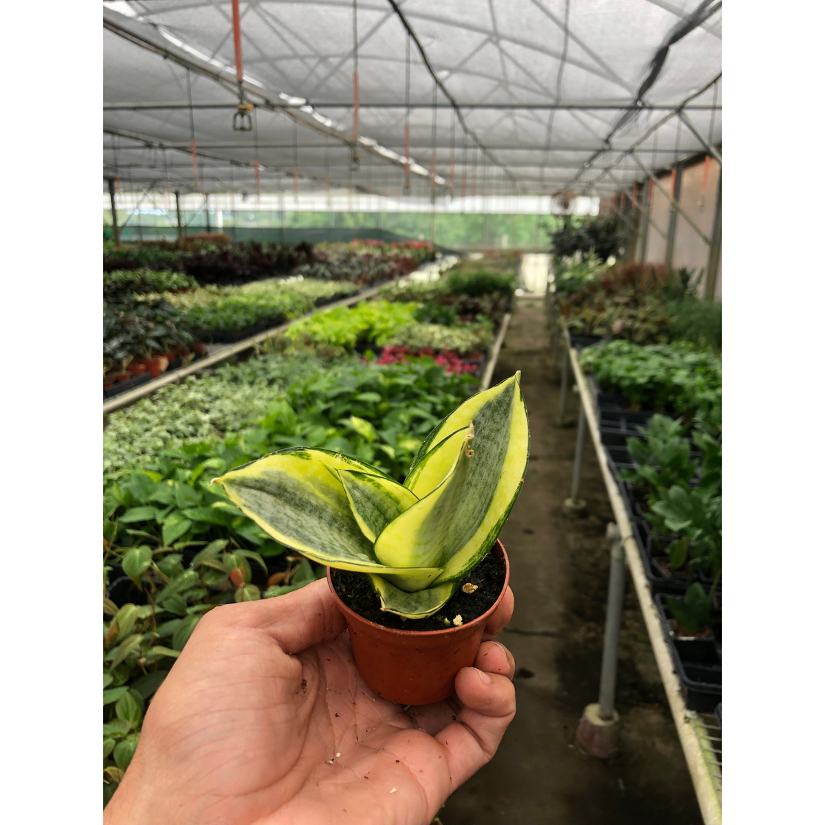 Snake Plant 'Gold Hahnii', view 2